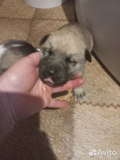 Собаки бесплатно в добрые руки щенки