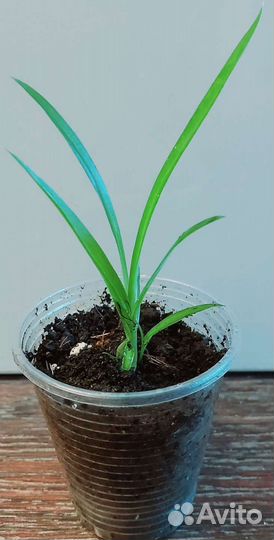 Хлорофитум