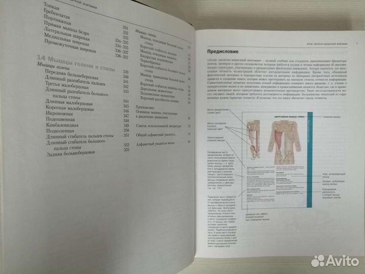 Атлас скелетно-мышечной анатомии / К. Джерми