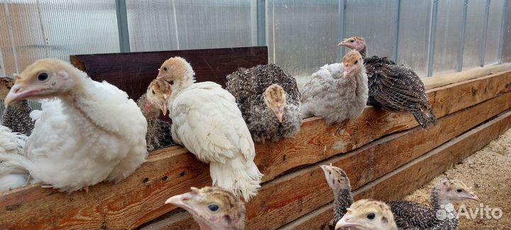 Индюки молодые