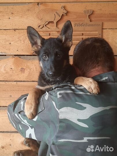 Немецкая овчарка