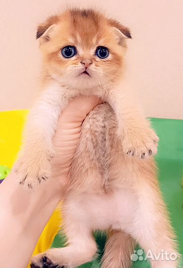 Шотландская малышня