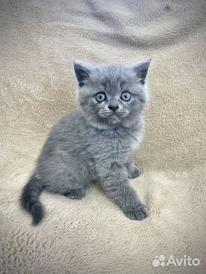 Британские котята