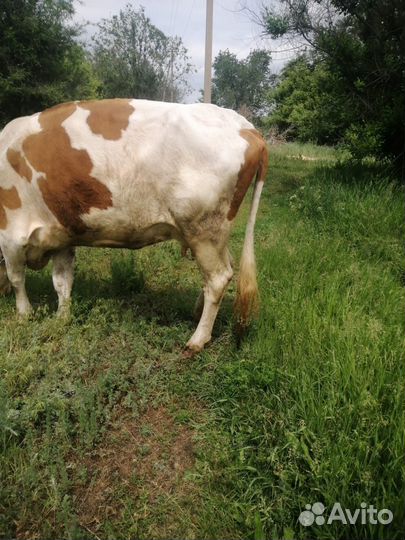 Продается корова