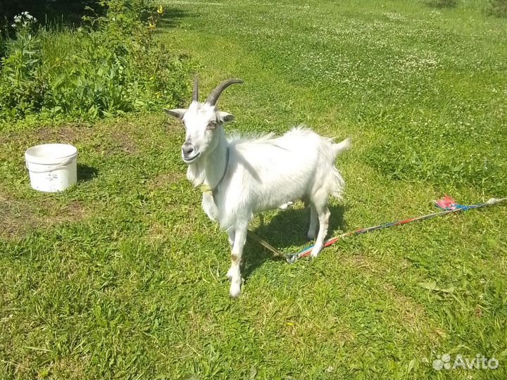 Продам козу 2 года дойную