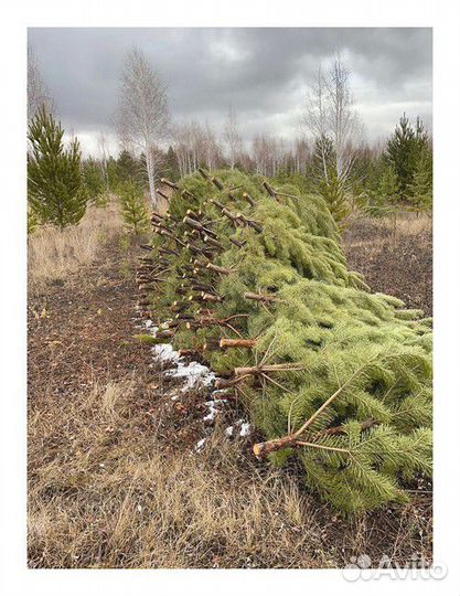 Сосна Рождественская