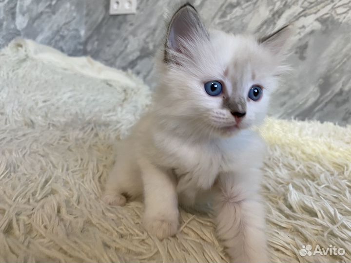 Котята с голубыми глазами