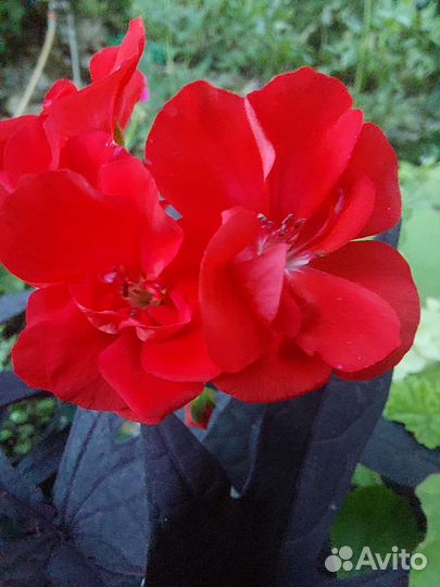 Пеларгония герань