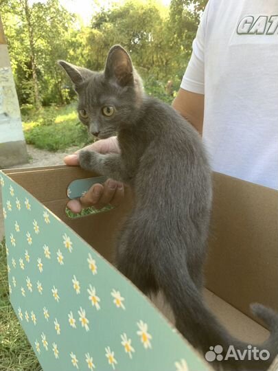 Найден котенок