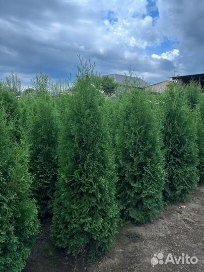 Туя колумна,смарагд,Брабант