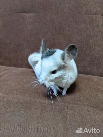 Шиншиллы белые