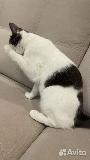 Кошки в добрые руки