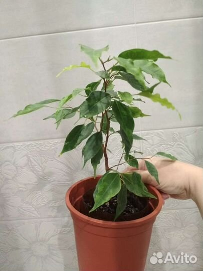 Комнатные растения цветы