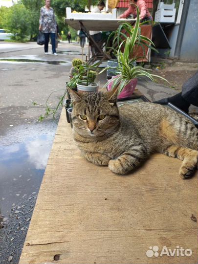 Кот в добрые руки