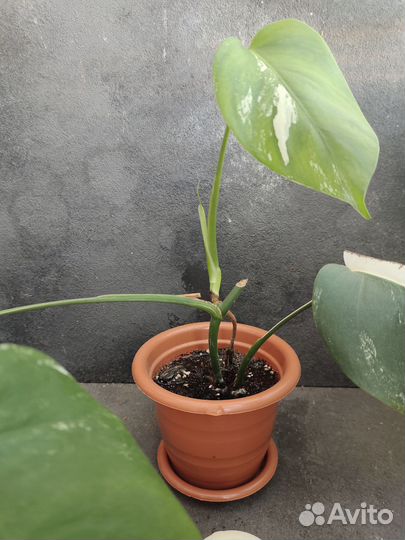 Монстера вариегатная альба