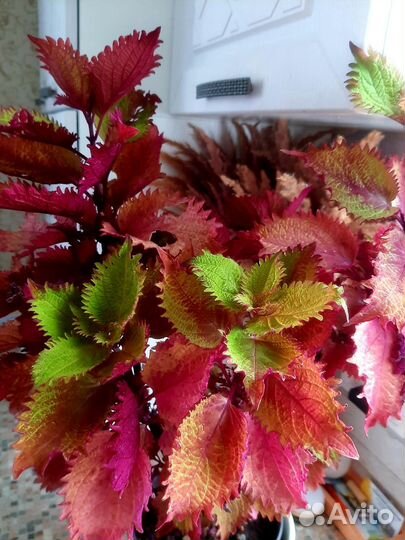 Колеус 10 сортов