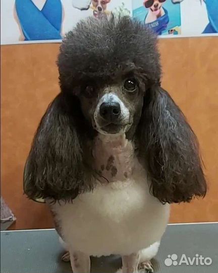 Кобель для вязки