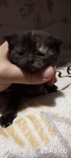 Шотландская вислоухая