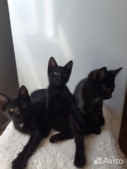 Котята (2 месяца) в ответственные руки