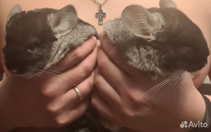 Шиншиллы Домашние животные