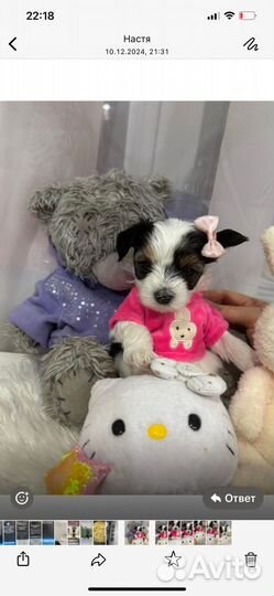 Щенки бивер йорка