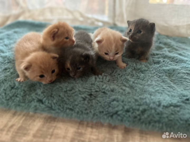 Котята в добрые руки