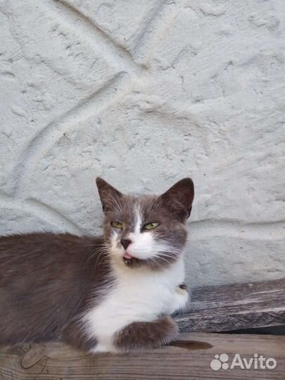 Кошечка в добрые руки