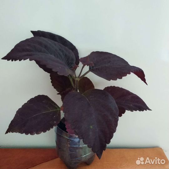 Колеус бордовый