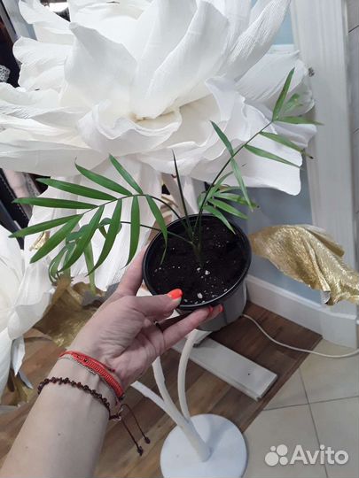 Пальма Хамедория, Сингониум, Антуриум Роз и др