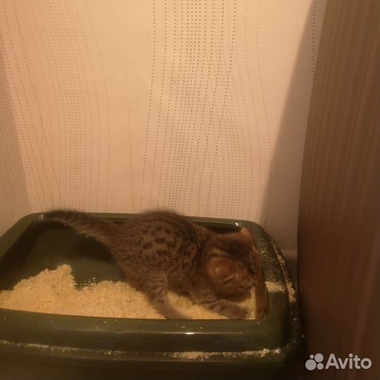 Отдам котенка в добрые руки