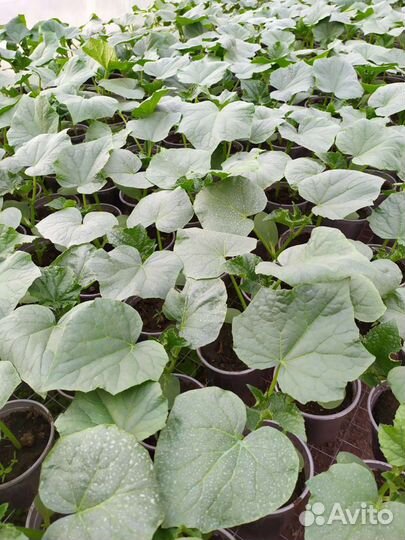 Рассада огурцов