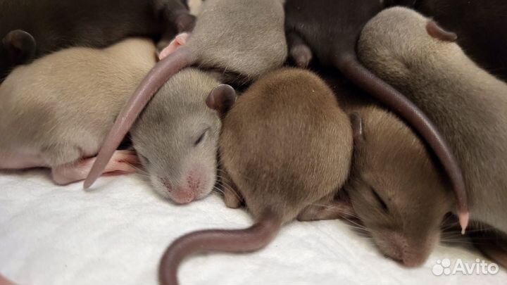 Крысята Бурмиз, Голубые, Чёрные Крыса Дамбо