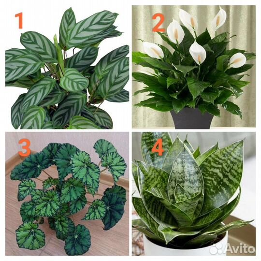 Комнатные цветы