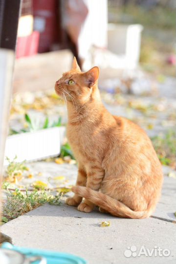 Котик-мечта