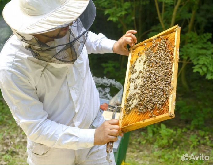 2024 Мёд натуральный алтайский опт