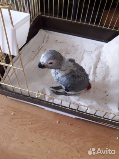 Попугай карелла