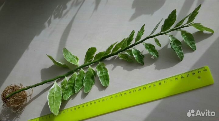 Филодендрон краснеющий Цианотис Педилантус 2 вида