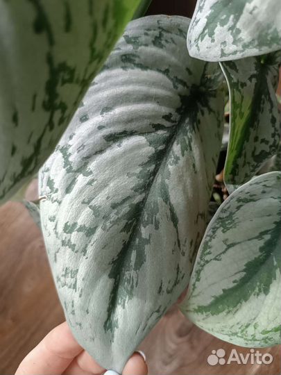 Сциндапсус Треби