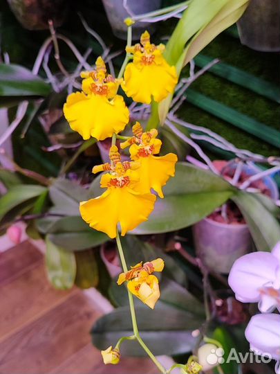 Орхидея, фаленопсис