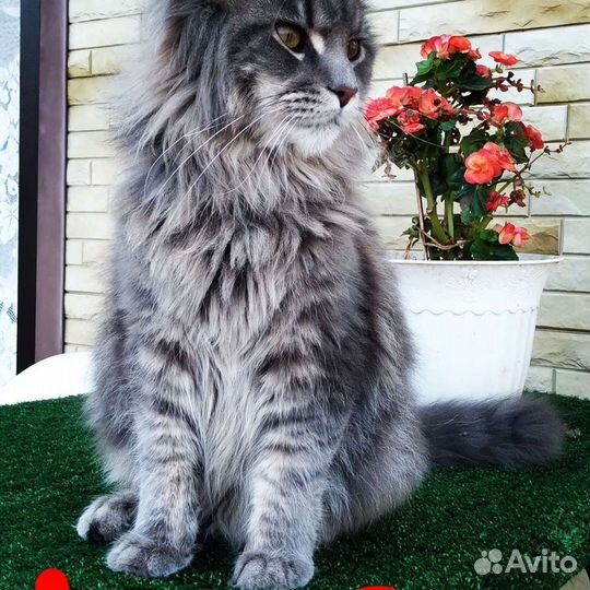 Котята в добрые руки бесплатно