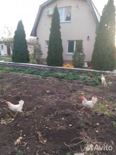 Куры несушки