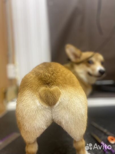 Груминг собак и кошек