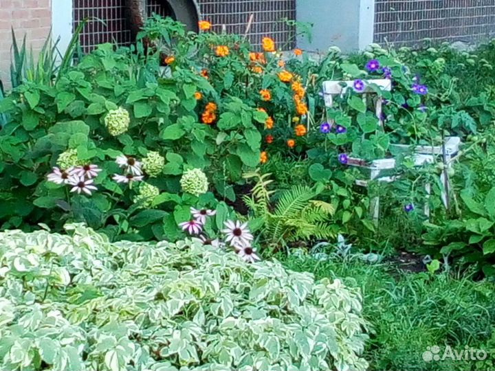 Садовые цветы