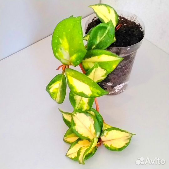 Хойя Карноза триколор