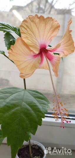 Оранжевый с носиком