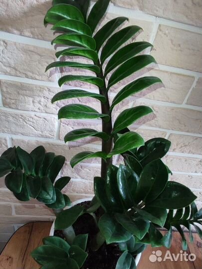 Замиокулькас зензи жук (bag)