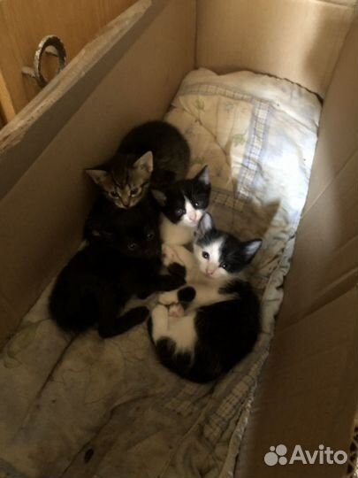 Котята в дар