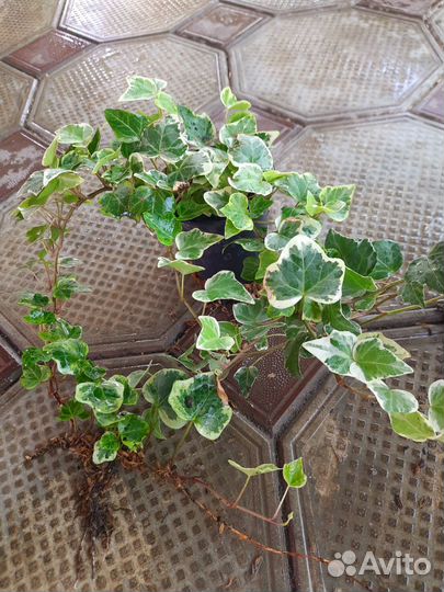 Плющи и бересклеты (вечнозеленые)