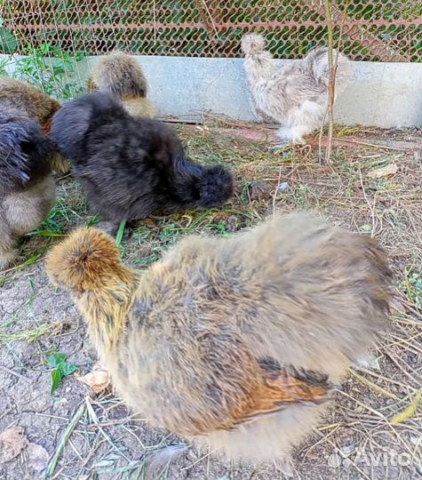 Петух Цыпы Китайские Шёлковые А.С.К Кохинхин яйцо