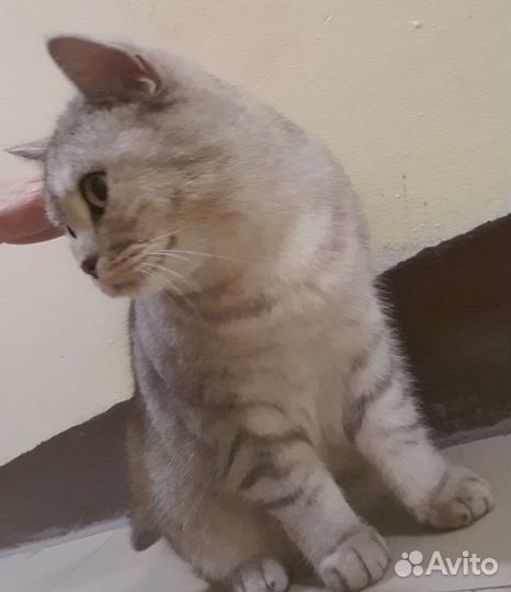 Британская кошечка в дар